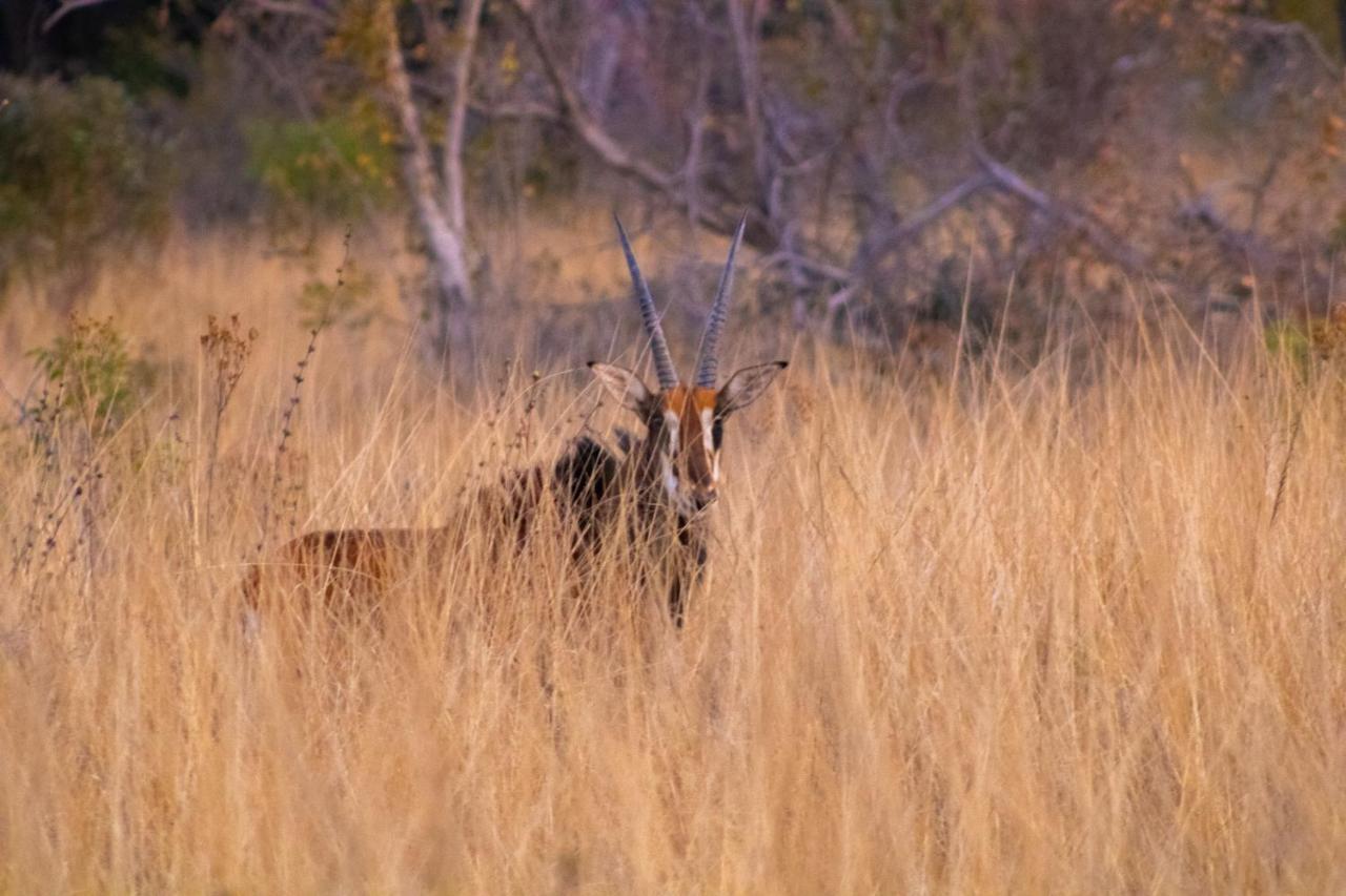Fumani Game Lodge Modimolle Zewnętrze zdjęcie