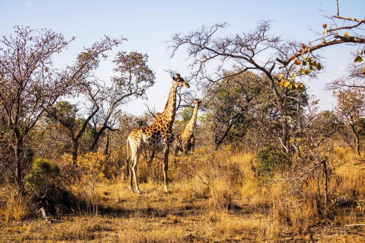 Fumani Game Lodge Modimolle Zewnętrze zdjęcie